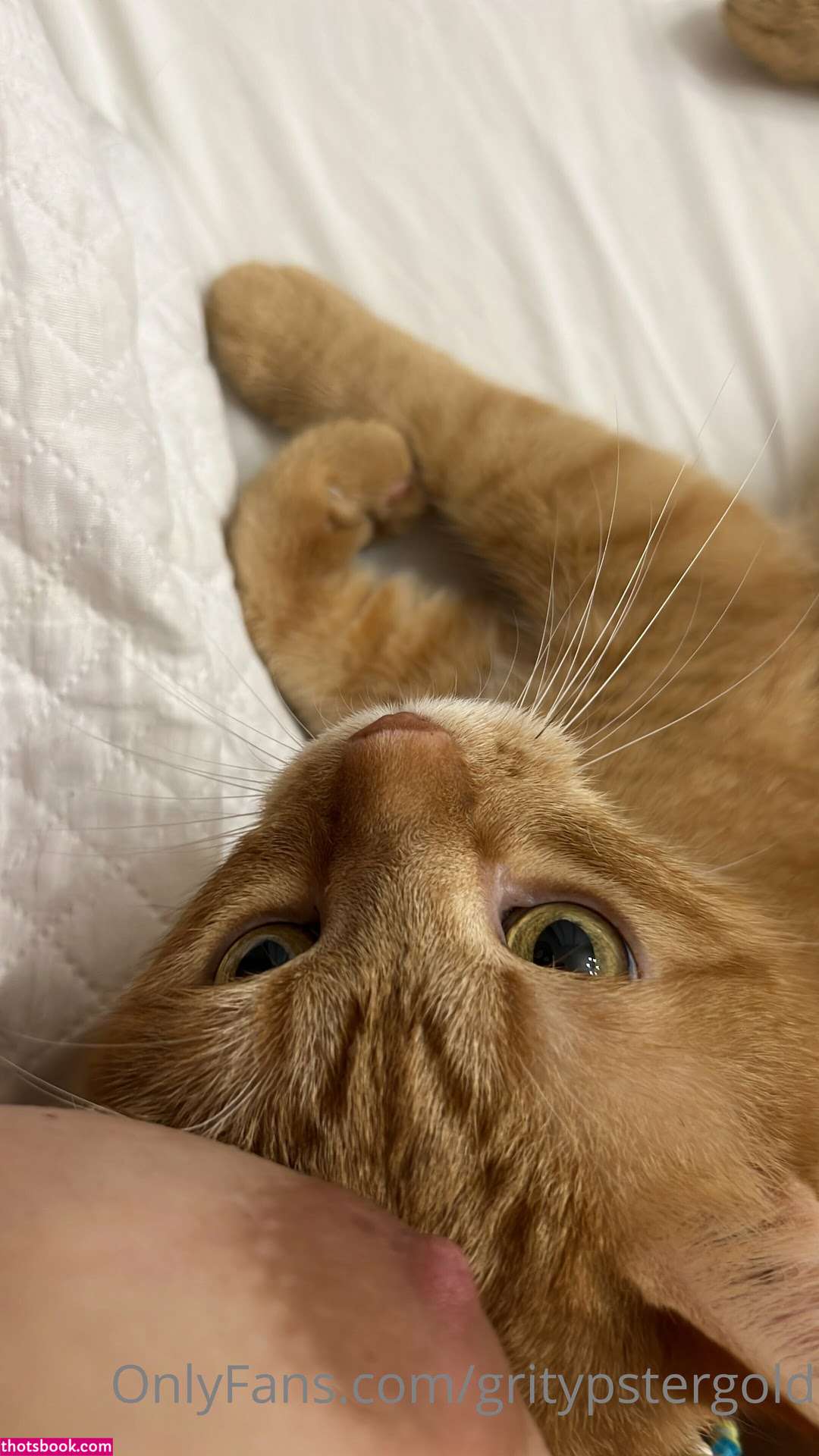 Gritypster Nude OnlyFans Photos #3 1001830