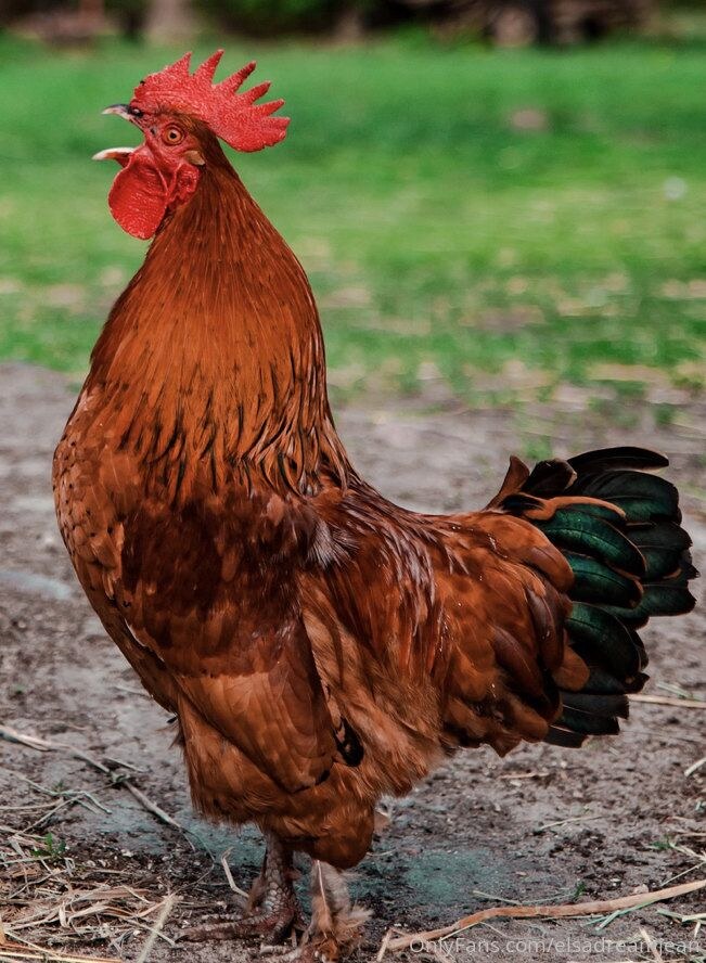 Elsa Jean Nude Photos I 72485