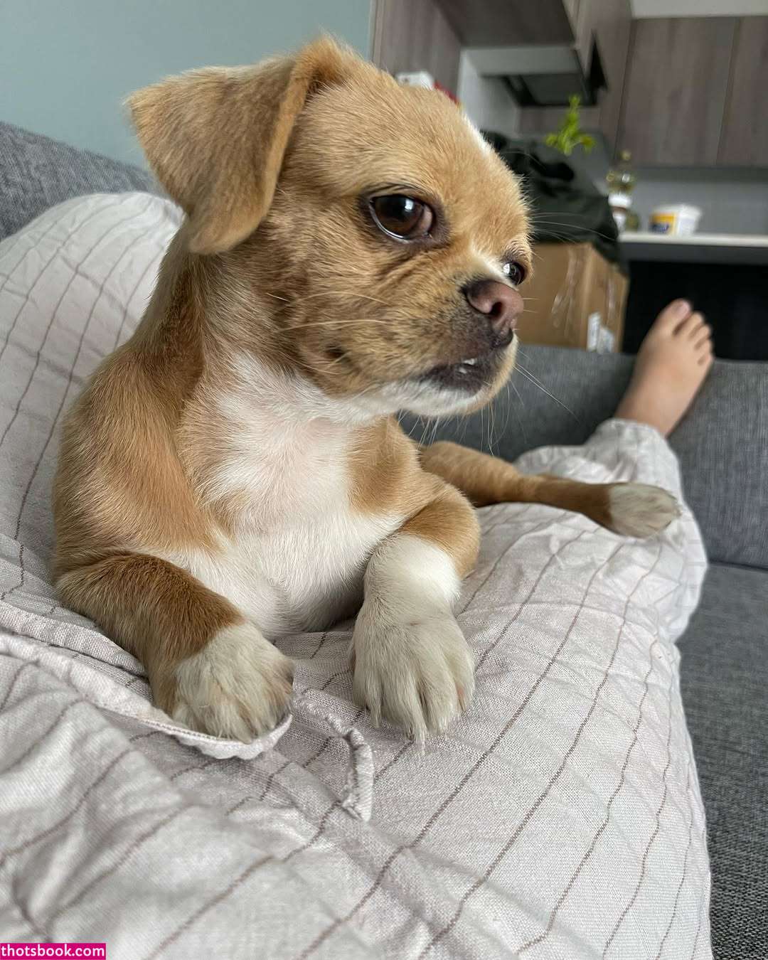 elitepinkbaby GunButterfly deadweight16 butterfly326 Nude Leaks OnlyFans Photos #1 1894521