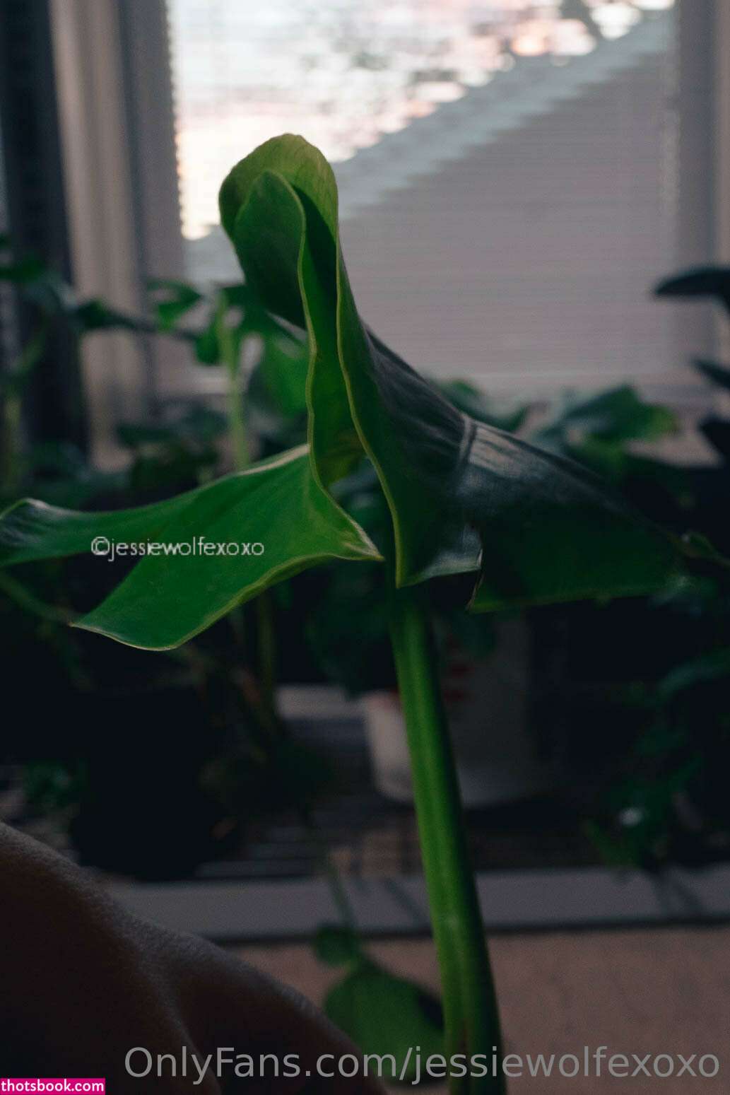 JessieWolfeXoXo Nude OnlyFans Photos #12 941189