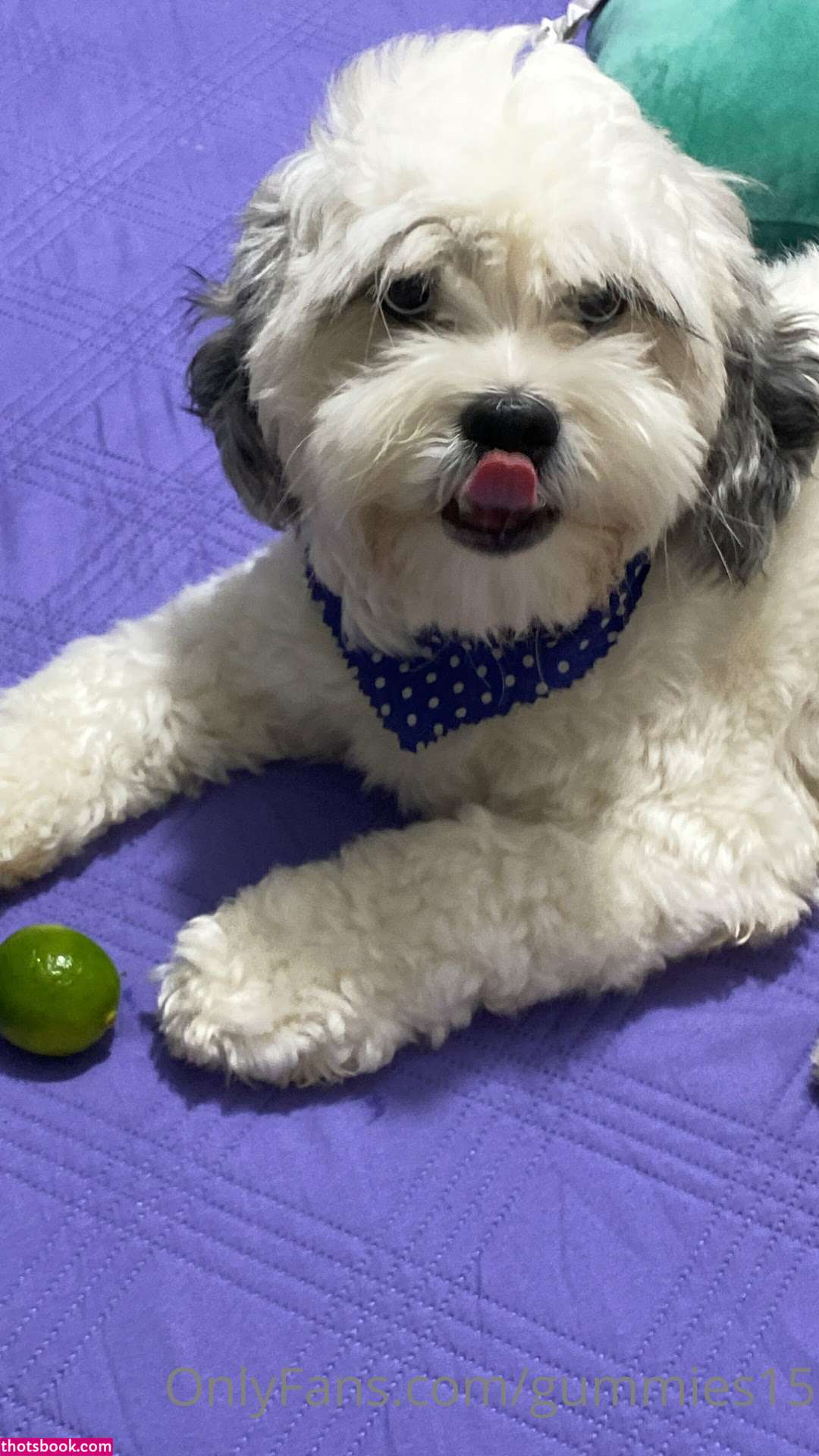 Saralia Gummies15 Nude OnlyFans Photos #7 820872