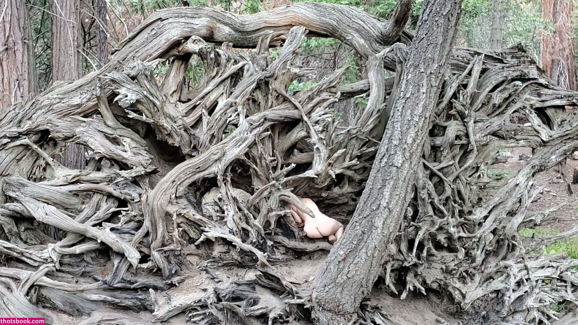 Athena Demos Aunt Athena Nude OnlyFans Photos #15 1178402