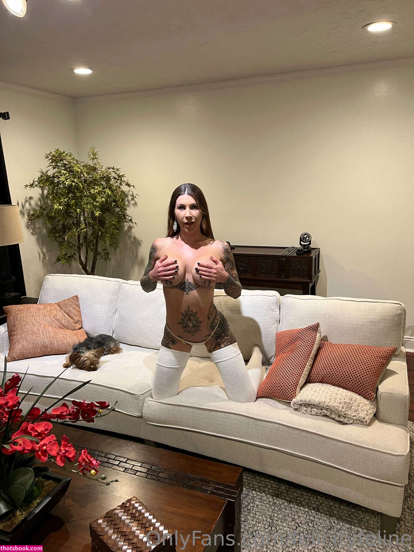 Felicity Feline Photos #12 272589